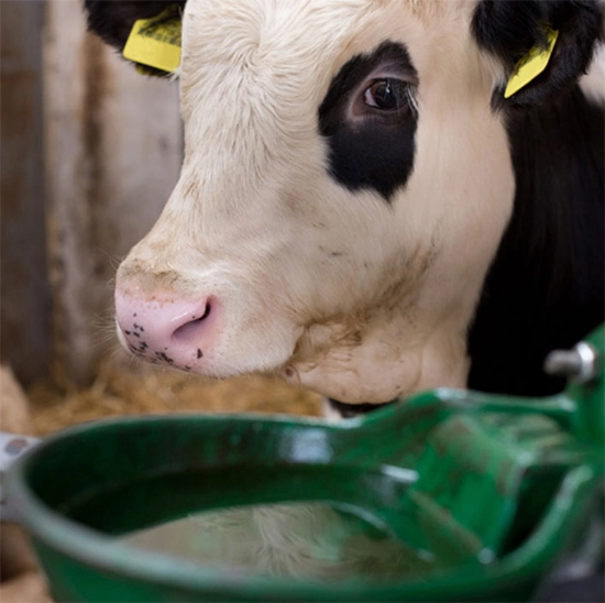 Livestock Watering Solutions